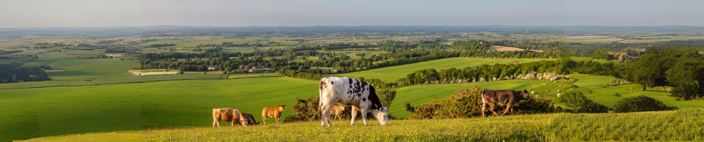 Cows in grass field