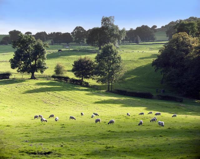 Sheep in field