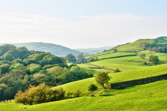 Rolling grass fields and trees 